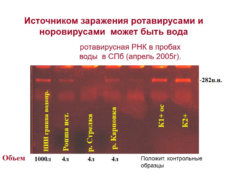 ротавирусная РНК в пробах  воды  в СПб (апрель 2005г). НИИ гриппа водопр.